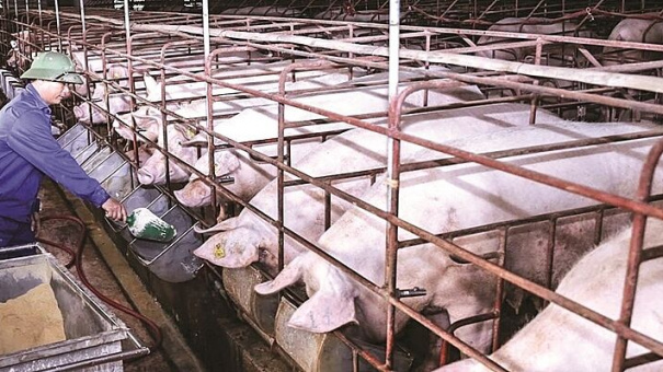 Giá heo hơi hôm nay 10/8: Ghi nhận mức tăng cao nhất 6.000 đồng/kg