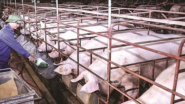 Giá heo hơi hôm nay 10/8: Ghi nhận mức tăng cao nhất 6.000 đồng/kg