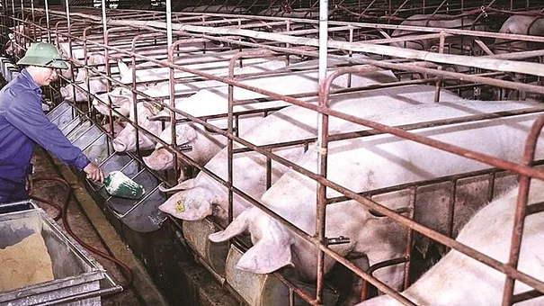 Giá heo hơi hôm nay 10/8: Ghi nhận mức tăng cao nhất 6.000 đồng/kg