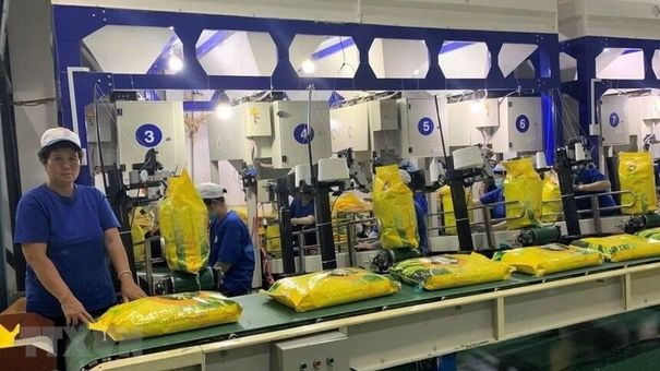 Giá lúa gạo hôm nay 10/8: Giá gạo xuất khẩu giảm 5 USD/tấn