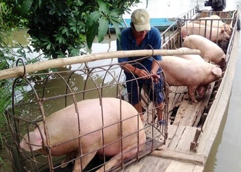 Giá heo hơi hôm nay 11/8: Tăng từ 1.000 – 2.000 đồng/kg