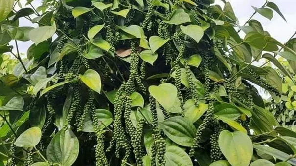 Giá tiêu hôm nay 11/8: Cao nhất tại Bà Rịa Vũng Tàu
