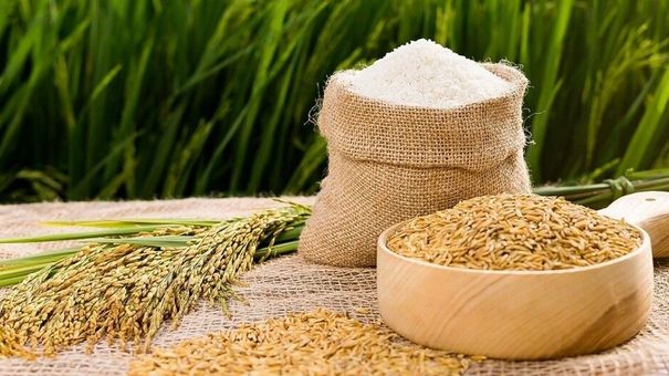 Giá lúa gạo hôm nay 11/8: Nguồn lúa hè thu cạn đồng, giá ổn định