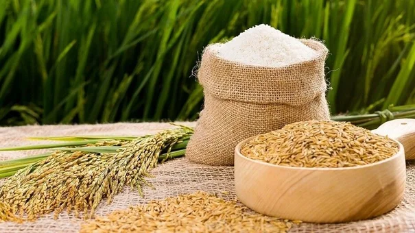 Giá lúa gạo hôm nay 11/8: Nguồn lúa hè thu cạn đồng, giá ổn định