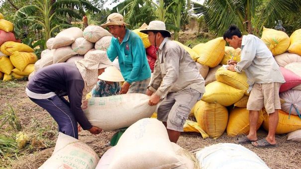 Giá lúa gạo hôm nay 13/8: Nhiều triển vọng tích cực tại thị trường châu Phi và Trung Quốc