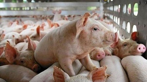 Giá lợn hơi hôm nay 14/8/2022: Tăng tại miền Bắc