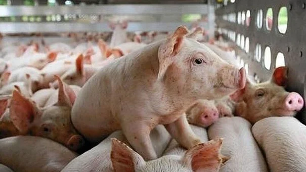 Giá lợn hơi hôm nay 14/8/2022: Tăng tại miền Bắc