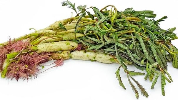 Một số công dụng chữa bệnh từ cây rau rút