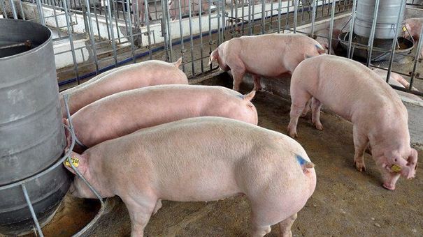 Giá lợn hơi hôm nay 17/8/2022: Điều chỉnh tăng nhẹ tại miền Nam