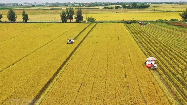 Giá lúa gạo hôm nay 17/8: Thị trường sẽ khởi sắc từ tháng 9