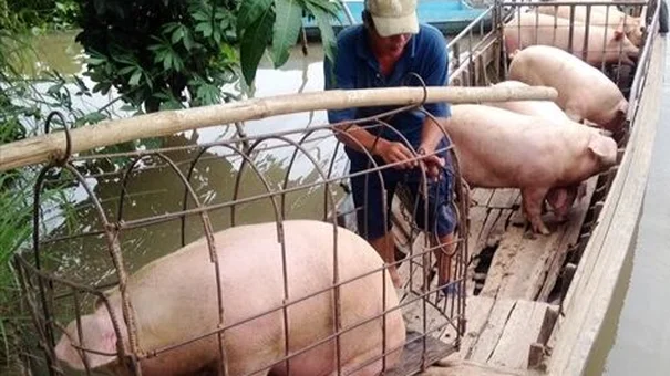 Giá heo hơi hôm nay 18/8: Giao dịch trong khoảng 58.000 – 71.000 đồng/kg