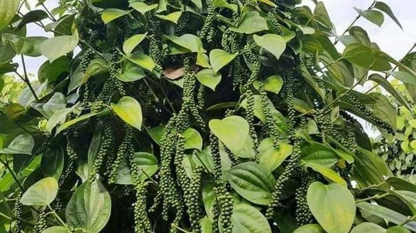 Giá tiêu hôm nay 18/8: Giá tiêu sẽ sớm phục hồi nhờ nhu cầu từ thị trường Trung Quốc