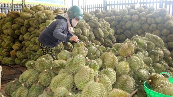 Tây Nguyên: Sầu riêng đầu vụ được giá, người trồng phấn khởi