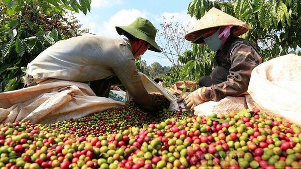 Giá cà phê hôm nay 19/8: Giá cà phê trong nước giảm nhẹ