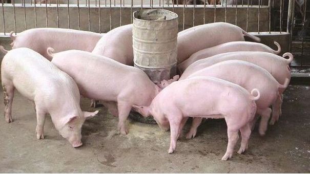 Giá lợn hơi hôm nay 20/8/2022: Đồng loạt tăng nhẹ tại ba miền
