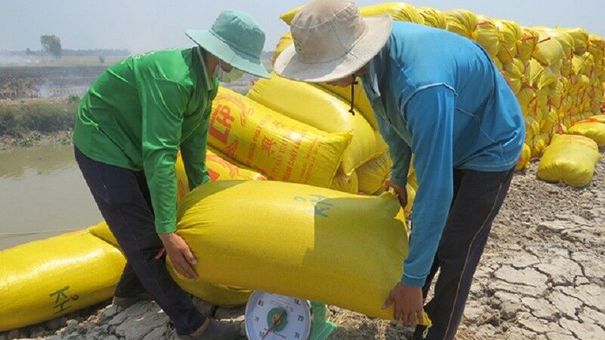 Giá lúa gạo hôm nay 20/8: Thị trường lúa trầm lắng, giá ổn định