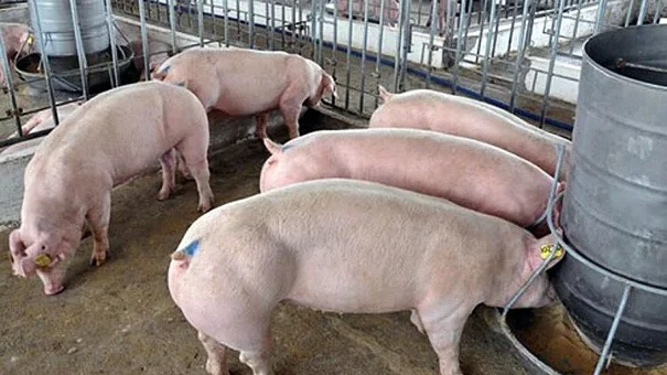 Giá heo hơi hôm nay 21/8: Dao động trong khoảng 62.000 – 71.000 đồng/kg