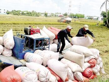 Giá lúa gạo hôm nay 21/8 và nhìn lại tuần qua: Nhiều triển vọng từ thị trường Trung Quốc và châu Phi