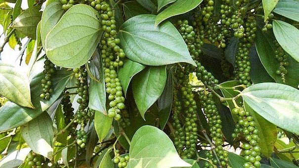 Giá tiêu hôm nay 21/8 và nhìn lại tuần 15 - 21/8: Giảm 1.500 - 2.000 đồng/kg
