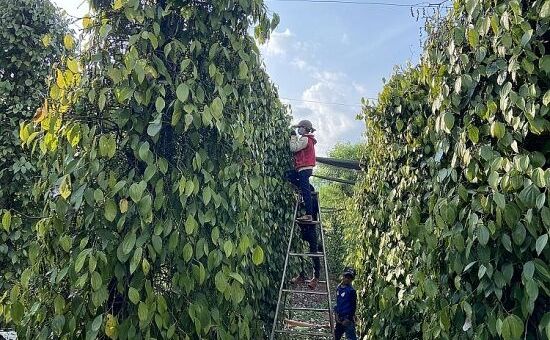 Giá tiêu hôm nay 23/8: Dao động 69.000 – 72.000 đồng/kg