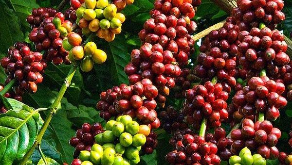 Giá cà phê hôm nay 23/08: Giao dịch ở mức 48.100 – 48.600 đồng/kg
