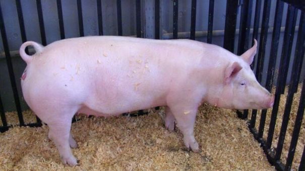 Giá lợn hơi hôm nay 24/8/2022: Biến động trái chiều tại hai miền Bắc - Nam