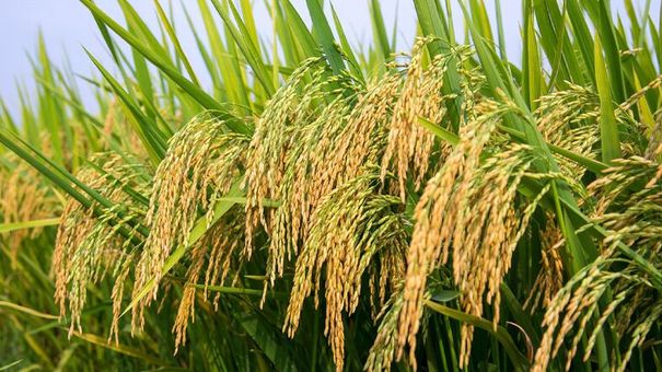Giá lúa gạo hôm nay 25/8/2022: Giá lúa IR 504 quay đầu giảm