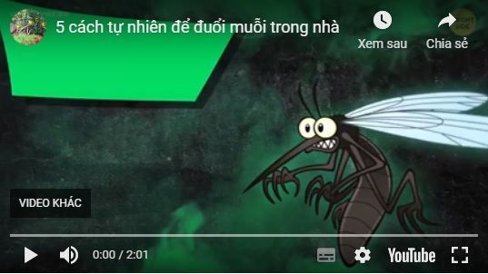 5 cách tự nhiên để đuổi muỗi trong nhà