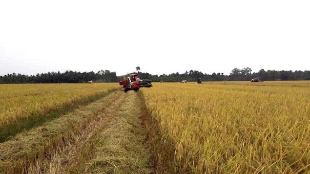 Giá lúa gạo hôm nay 26/8: Giá gạo tăng 50 đồng/kg