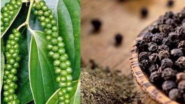 Giá hồ tiêu hôm nay 27/8/2022: Tiếp tục giảm 500 đồng/kg