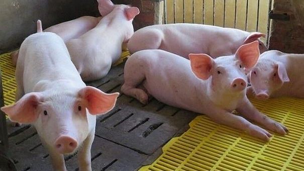 Giá lợn hơi hôm nay 27/8/2022: Đi ngang