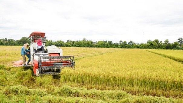 Giá lúa gạo hôm nay 29/8: Giao dịch sôi động phiên đầu tuần