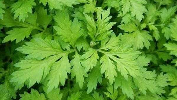 Sai lầm khi ăn ngải cứu có thể dẫn đến ngộ độc, động kinh,... biết mà tránh xa kẻo 'hối không kịp'
