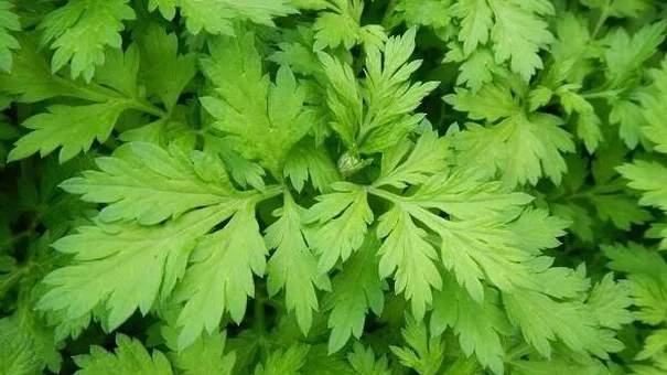 Sai lầm khi ăn ngải cứu có thể dẫn đến ngộ độc, động kinh,... biết mà tránh xa kẻo 'hối không kịp'