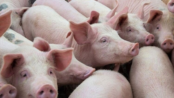 Giá lợn hơi hôm nay 5/8: Cao nhất 69.000 đồng/kg