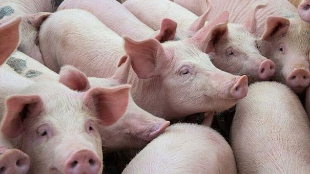 Giá lợn hơi hôm nay 5/8: Cao nhất 69.000 đồng/kg