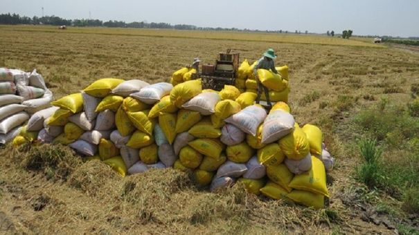 Giá lúa gạo hôm nay 8/8: Giá gạo nguyên liệu tăng 100 đồng/kg