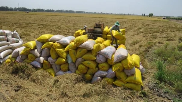 Giá lúa gạo hôm nay 8/8: Giá gạo nguyên liệu tăng 100 đồng/kg