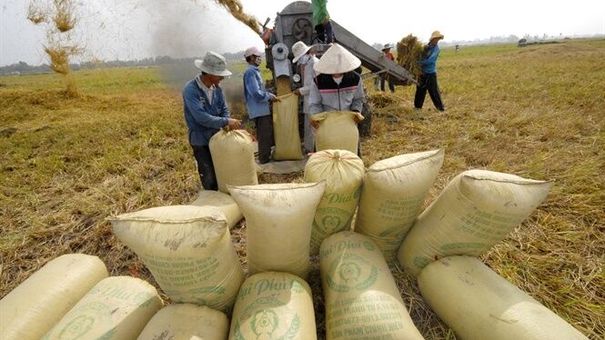Giá lúa gạo hôm nay 9/8: Giá lúa đồng loạt tăng 100 đồng/kg