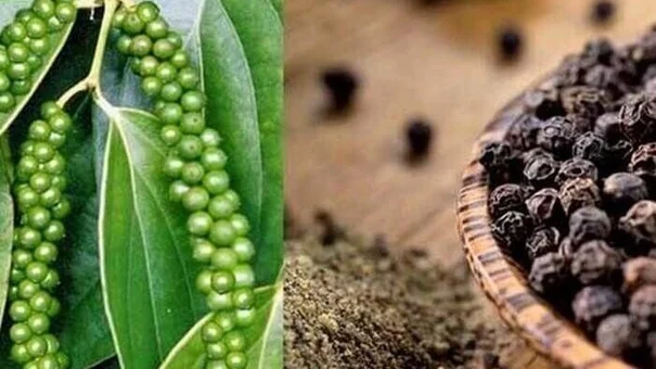 Giá tiêu hôm nay 9/8: Triển vọng xuất khẩu sang Hàn Quốc khả quan