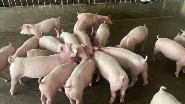 Giá lợn hơi hôm nay 11/9/2022: Biến động trái chiều