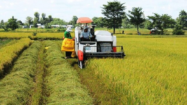 Giá lúa gạo hôm nay 14/9: Giá gạo xuất khẩu tăng 7 USD/tấn