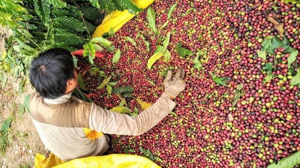 Giá cà phê hôm nay 2/9: Giá cà phê trong nước giảm thêm 200 đồng/kg