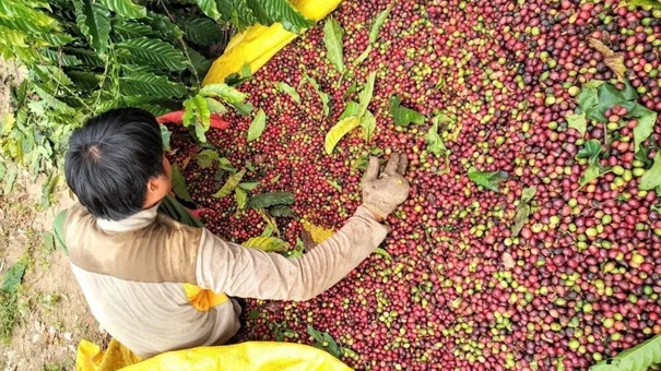 Giá cà phê hôm nay 2/9: Giá cà phê trong nước giảm thêm 200 đồng/kg