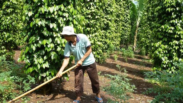 Giá tiêu hôm nay 21/9: Tiếp tục giảm 500 đồng/kg, thị trường đi xuống