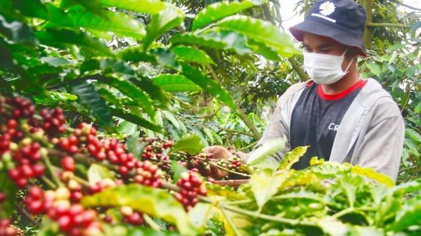 Giá cà phê hôm nay 21/9: Giá cà phê trong nước ở mức 46.900 - 47.500 đồng/kg