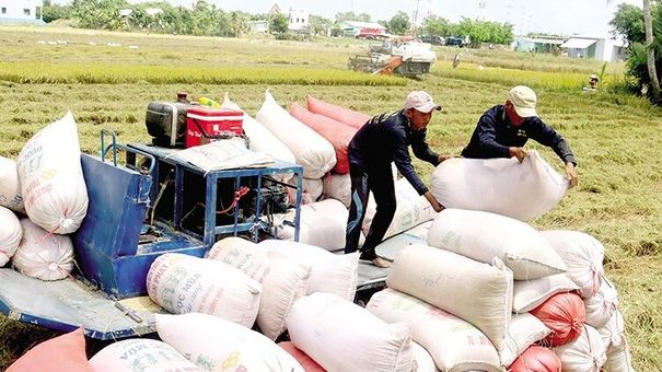Giá lúa gạo hôm nay 22/9: Giá gạo liên tục tăng, giao dịch sôi động