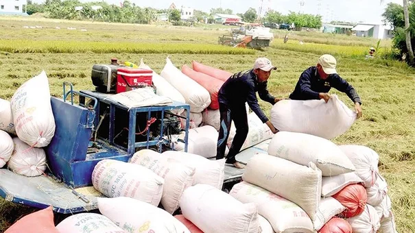 Giá lúa gạo hôm nay 22/9: Giá gạo liên tục tăng, giao dịch sôi động