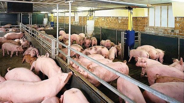 Giá heo hơi hôm nay 23/9: Tiếp tục giảm từ 1.000-2.000 đồng/kg
