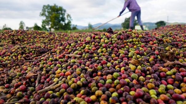Giá cà phê hôm nay 23/9: Giá cà phê trong nước giảm 200 đồng/kg
